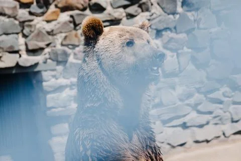 Friendly brown bear on its hind legs in the zoo. Close up Stock Photos