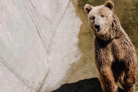 Friendly brown bear on its hind legs in the zoo. Place for your text Stock Photos