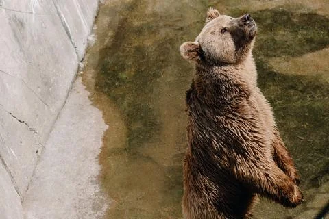 Friendly brown bear on its hind legs in the zoo. Stock Photos