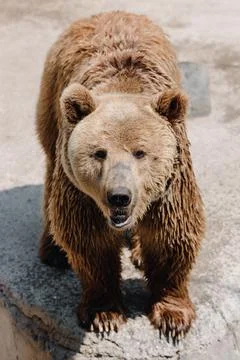 Friendly brown bear stands and looks in the zoo. Vertical photo Stock Photos
