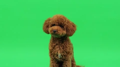 Friendly brown poodle front facing - soft stare for branding Stock Footage 327610329