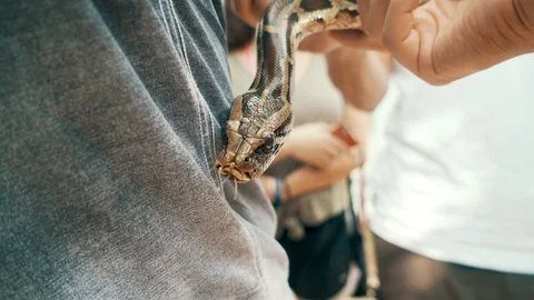 A friendly Burmese Python flicks its tongue out while being held by a male 動画素材 87207580