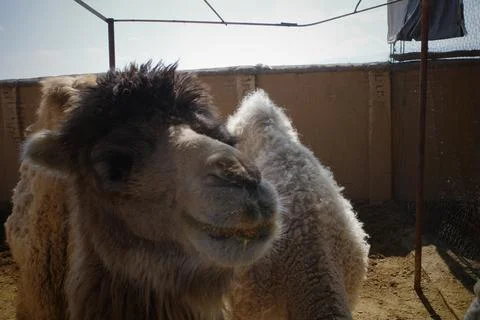 Friendly Camel Close-Up in Desert Setting 스톡 사진