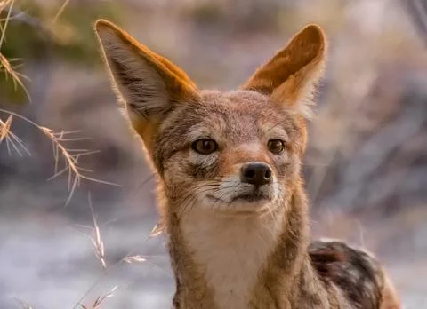A friendly cape fox pair, Onguma Reserve, Etosha National Park, Namibia Stock Photos