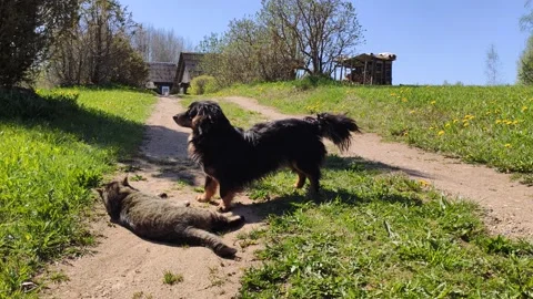 Friendly cat and dog on a sandy footpath in sunlight Stock Footage 151684166
