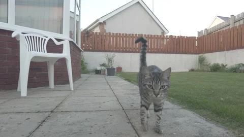 Friendly cat in the garden Vídeos de archivo 206152636
