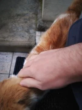 Friendly Cat 库存照片