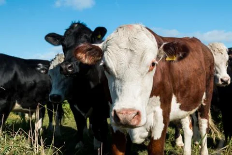 Friendly cattle Stock Photos
