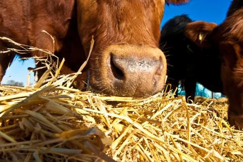 Friendly cattle on straw with blue sky Stock Photos