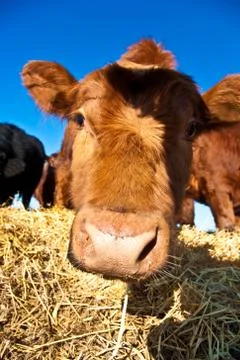 Friendly cattle on straw with blue sky Stock Photos