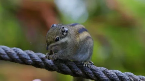 Friendly chipmunk sitting on rope, carefully nibbling and chewing nuts from Stock Footage 316482339