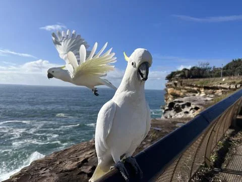 Friendly cockatoos Foto stock