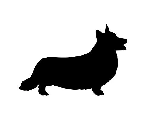 Friendly corgi silhouette. Nice to stand and watch. Cute, thoroughbred, pedigree Stock Illustration