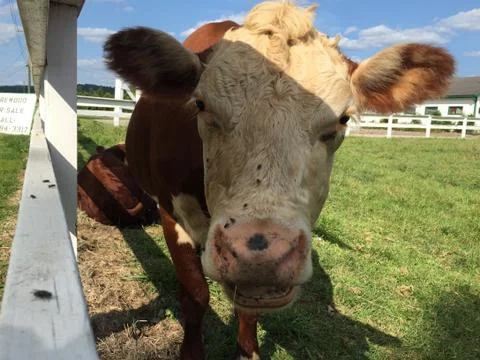 Friendly Cow Stock Photos