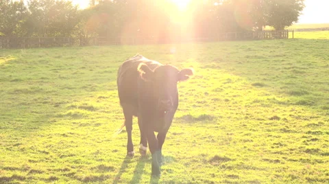 Friendly cow tries to lick the camera Stock Footage 55778374