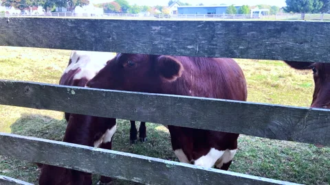Friendly Cows and Calf Looking Through Farm Fence Close Up Stock Footage 152805432