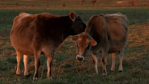 Friendly cows at sunset 库存影片 97763923
