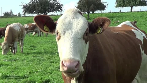 Friendly Curious cow come close to camera Stock Footage 246715639