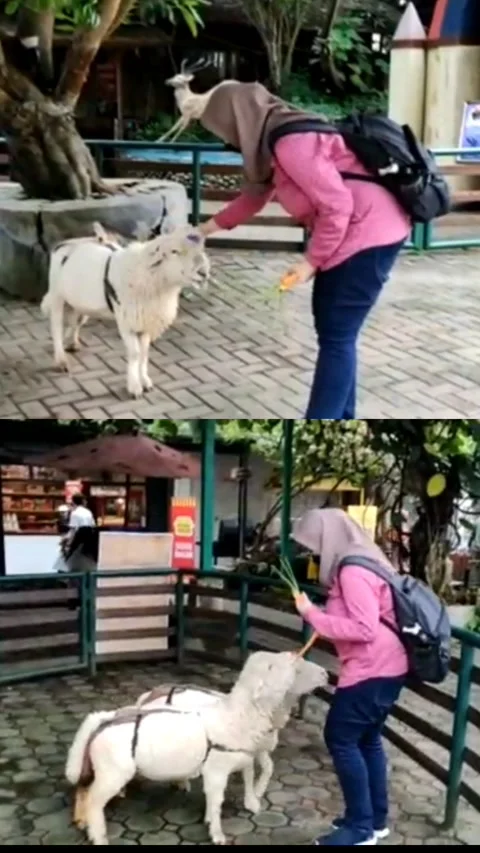 Friendly cute goat 스톡 동영상 219242415