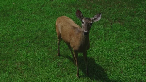 Friendly deer approaching Stock Footage 125833196
