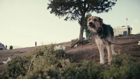 Friendly Dog On A Chain Stock Footage 232722137