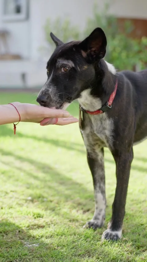 A friendly dog joyfully interacting with a human hand while being outdoors in Stock Footage 308118862