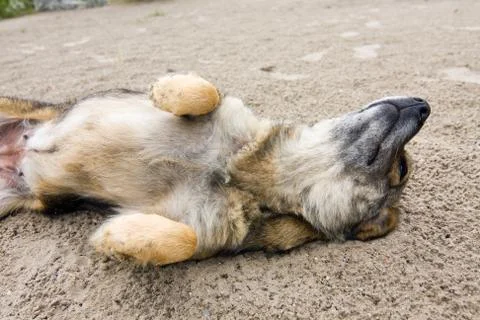 Friendly dog Stock Photos