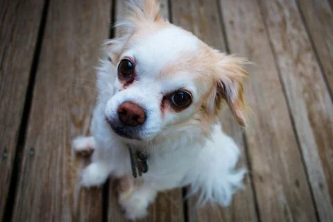 Friendly dog Foto stock