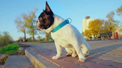 Friendly dog posing outdoors in fall Stock Footage 150204878