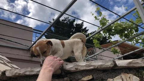 Friendly Dog Saying Hello 4K Animals Nature Pets Stock Footage 107834798