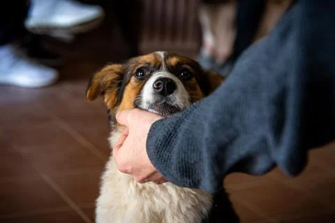 Friendly dog sit while enjoying pettings by the hand of a man. Stock Photos
