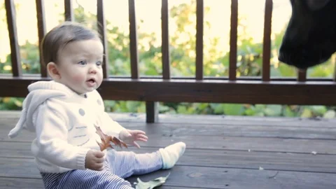 Friendly Dog Takes Leaf Out of Baby's Hands Stock Footage 91384758