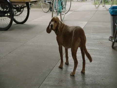Friendly dog wagging tail in slow motion Stock Footage 75854473