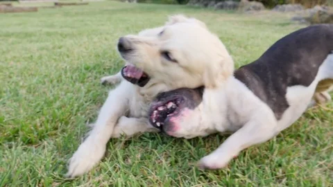 Friendly dogs play in the park, biting Vidéo 82670857