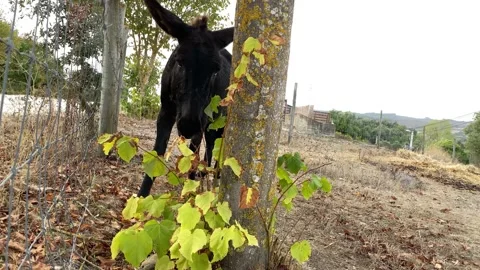 A friendly donkey Video stock 139534852