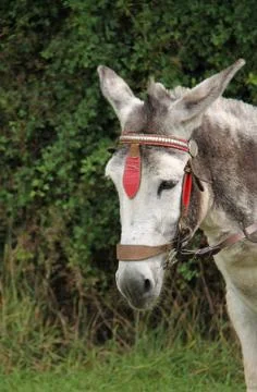 Friendly Donkey. Stock Photos