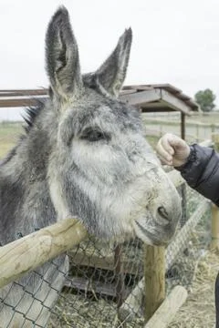 Friendly donkey Stock Photos