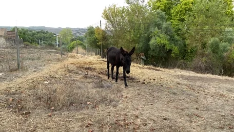 A friendly donkey walking towards camera Video stock 139534857