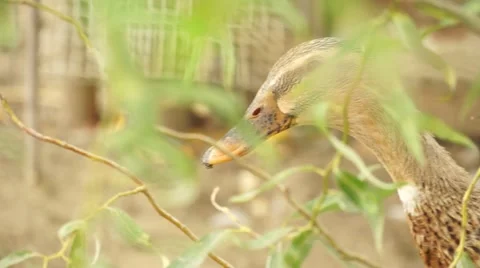 Friendly Duck - Close up Stock Footage 50592642