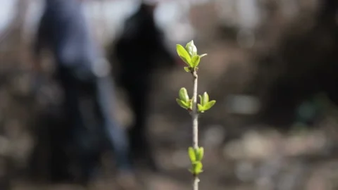 Friendly ecologists cleaning the garbage at park Stock Footage 113356516