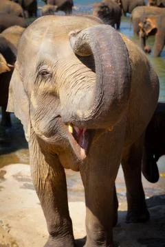 Friendly elephant saluting Foto stock