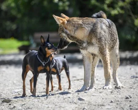 Friendly encounter between a small dog and a wolf in a sunny outdoor park w.. Stock Photos