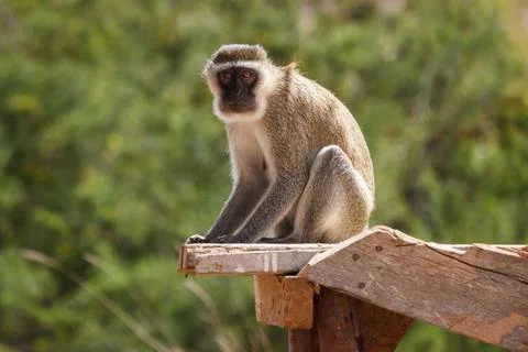 A Friendly Face-to-Face with a Green Monkey. 写真素材