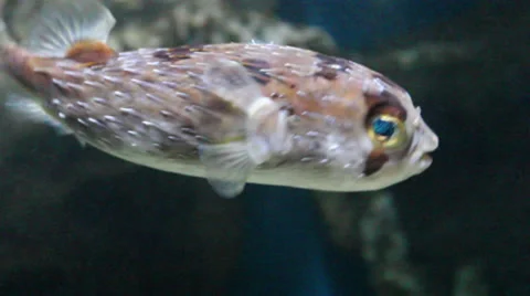 Friendly face of a PUFFER FISH. Video stock 37657292