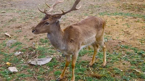 Friendly fallow deer Stock Footage 103573351