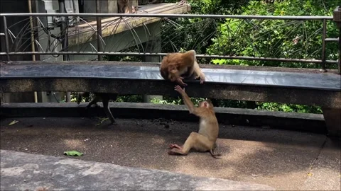 A friendly fight between two pig-tailed macaques in a park in Thailand Vídeos de archivo 337767870