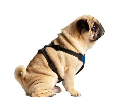 Friendly funny pug in a harness sits and looks away, isolated on a white ba.. Stock Photos