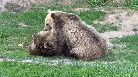 A friendly game of bears Stock Footage 107834574