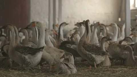 Friendly geese lying and resting together in a spacious brick hangar in Ukraine Stock Footage 106706153
