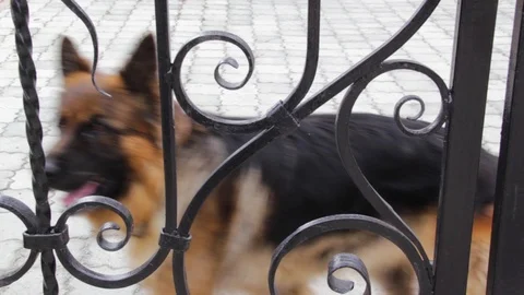 A friendly German shepherd guards the house Stock Footage 111364700